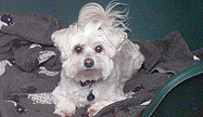 Toy Dogs Boarding Kennel TN16