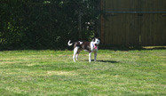Staffy Boarding Kennels Kent